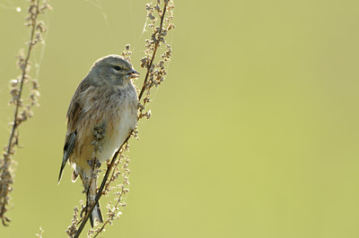 BUITEN BEELD Foto: 143307