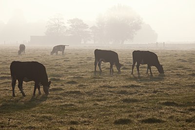 BUITEN BEELD Foto: 143320