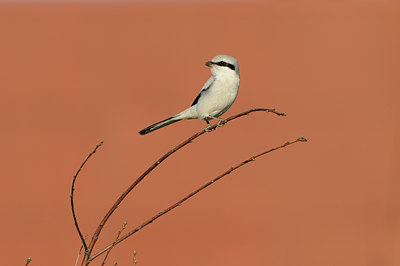 BUITEN BEELD Foto: 143335