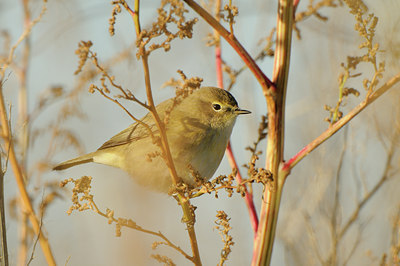 BUITEN BEELD Foto: 143411