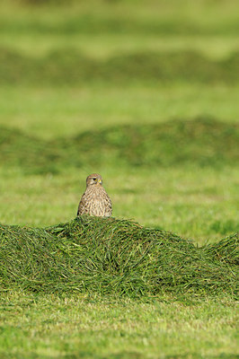 BUITEN BEELD Foto: 143418