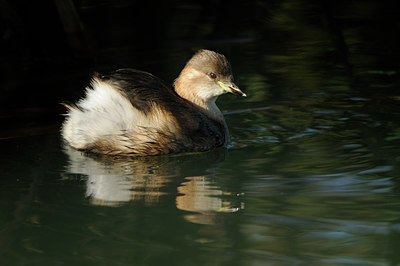BUITEN BEELD Foto: 143421