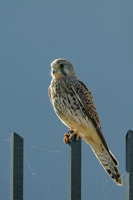 BUITEN BEELD Foto: 143428