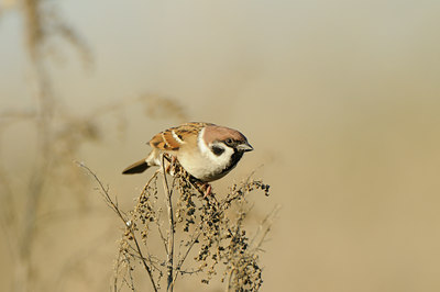 BUITEN BEELD Foto: 143431