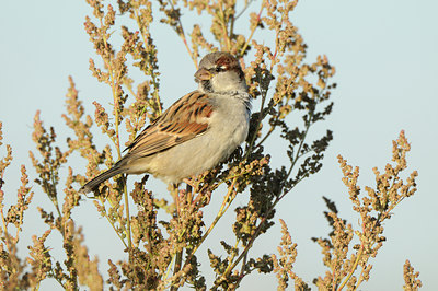 BUITEN BEELD Foto: 143438