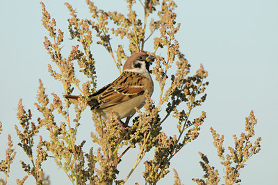 BUITEN BEELD Foto: 143440