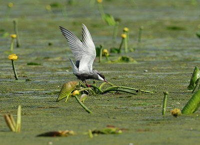 BUITEN BEELD Foto: 143446