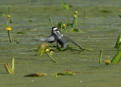 BUITEN BEELD Foto: 143447