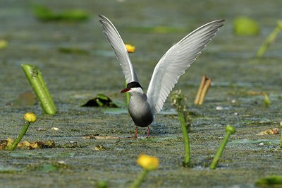BUITEN BEELD Foto: 143450
