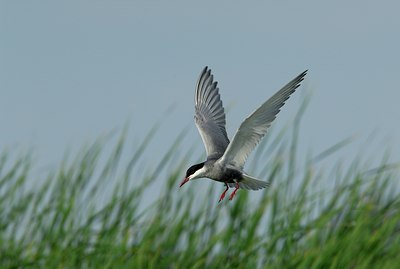 BUITEN BEELD Foto: 143452