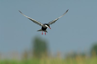 BUITEN BEELD Foto: 143453