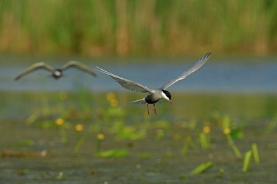 BUITEN BEELD Foto: 143461