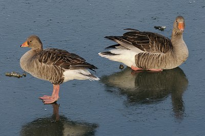 BUITEN BEELD Foto: 143480