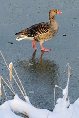 BUITEN BEELD Foto: 143487