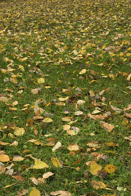 BUITEN BEELD Foto: 143490