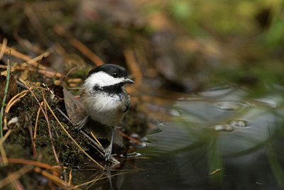 BUITEN BEELD Foto: 143491