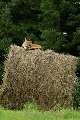 BUITEN BEELD Foto: 143496