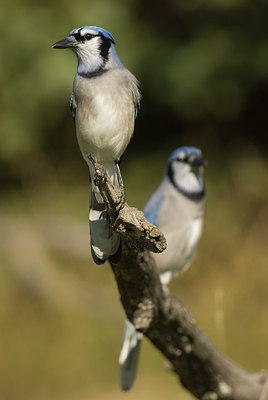 BUITEN BEELD Foto: 143525