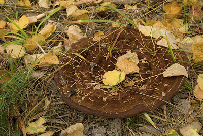 BUITEN BEELD Foto: 143537