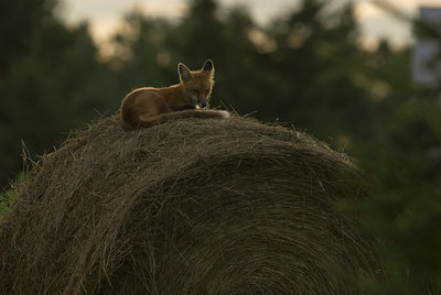BUITEN BEELD Foto: 143538