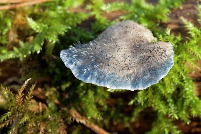 BUITEN BEELD Foto: 143544