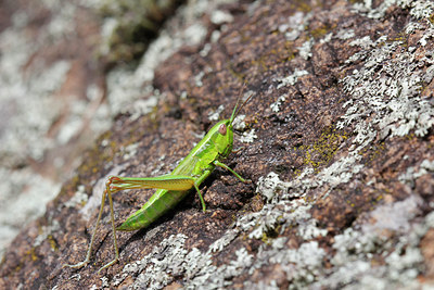 BUITEN BEELD Foto: 143554