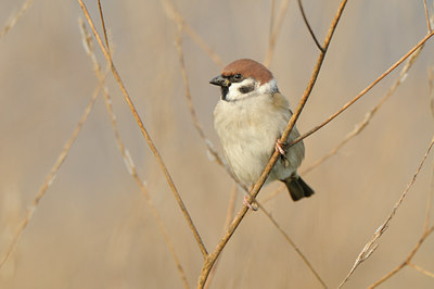BUITEN BEELD Foto: 143555