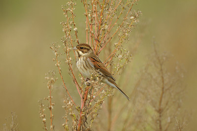 BUITEN BEELD Foto: 143557