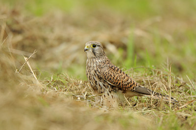 BUITEN BEELD Foto: 143558