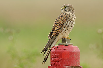 BUITEN BEELD Foto: 143559
