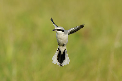 BUITEN BEELD Foto: 143562