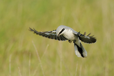 BUITEN BEELD Foto: 143563