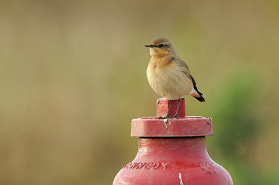 BUITEN BEELD Foto: 143580