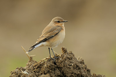 BUITEN BEELD Foto: 143581