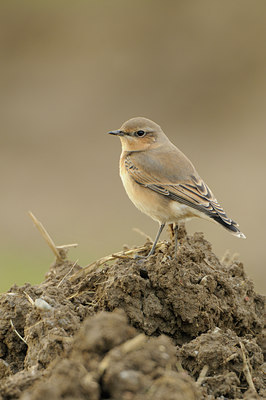 BUITEN BEELD Foto: 143582