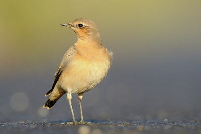 BUITEN BEELD Foto: 143583