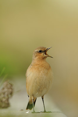 BUITEN BEELD Foto: 143586