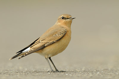 BUITEN BEELD Foto: 143589