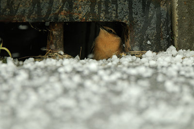 BUITEN BEELD Foto: 143594