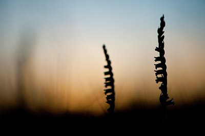 BUITEN BEELD Foto: 143602