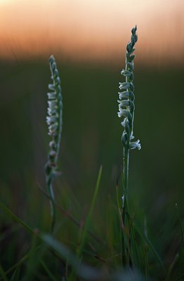 BUITEN BEELD Foto: 143604