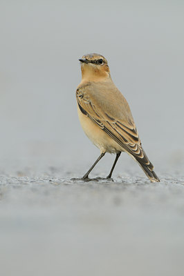 BUITEN BEELD Foto: 143606