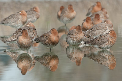 BUITEN BEELD Foto: 143617