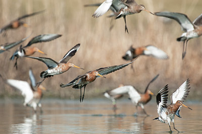 BUITEN BEELD Foto: 143624