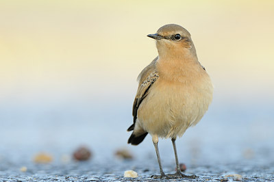 BUITEN BEELD Foto: 143629