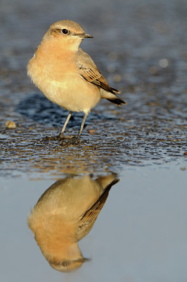 BUITEN BEELD Foto: 143632
