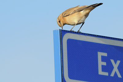 BUITEN BEELD Foto: 143633