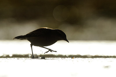 BUITEN BEELD Foto: 143634