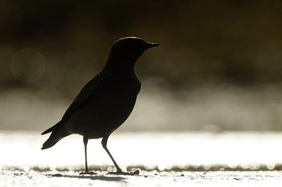 BUITEN BEELD Foto: 143636