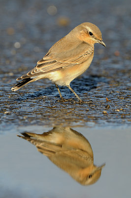 BUITEN BEELD Foto: 143637